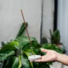 4 Dupa Stik Mawar
